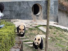 -中国大熊猫保护研究中心雅安碧峰峡基地