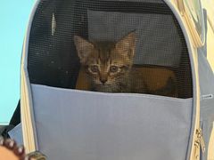 -宠物星动物医院·眼科·异宠·猫科(江南大道总院)