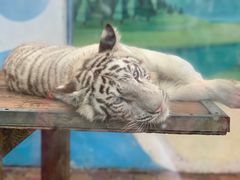 -大连森林动物园