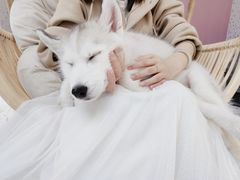 -Husky Go!哈士奇体验馆·宠物咖啡厅狗咖
