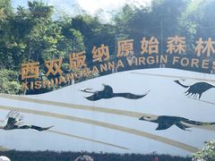 -西双版纳原始森林公园
