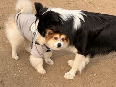 -小意思咖啡店(草桥店)