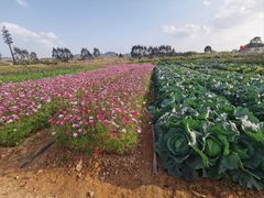 -光明小镇欢乐田园