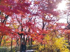 -常寂光寺