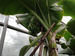 -呀路古热带植物园
