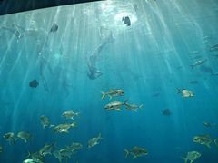 -瑞德姆美人鱼海底演艺主题餐厅(亚龙湾店)