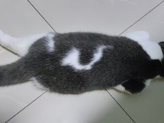 -lincat·猫舍(广州店)