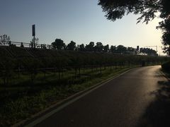 -合肥滨湖国家森林公园