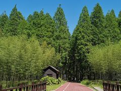 -黄海国家森林公园