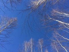 -北极村旅游风景区