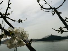 -望湖烤鱼