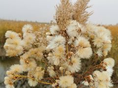 -野鸭湖国家湿地公园