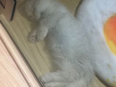 -屋虎猫馆(宝安大仟里店)