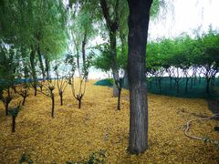 -大兴滨河森林公园