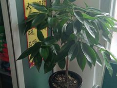 -自然之声助听器·呼吸机(和平店)