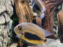 -上海海洋水族馆