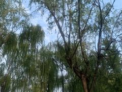-西安曲江寒窑遗址公园
