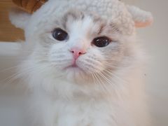 -Bastet sally猫舍购宠(静安店)