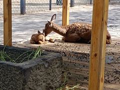 -长白岛森林公园