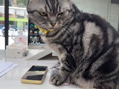 -瑞鹏宠物医院·夜间急症·心超·猫科(祖庙分店)