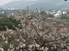 -香雪海