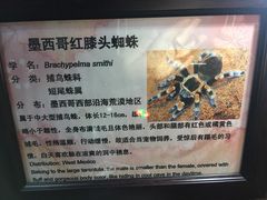 -上海大自然野生昆虫馆(东方明珠·爬宠昆虫探索中心)