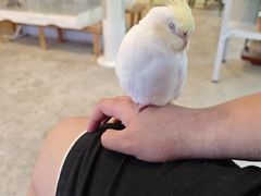 -吉丁鸟咖·异宠·寄养