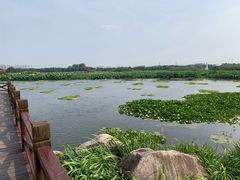 -荷塘月色湿地公园·向阳花洲