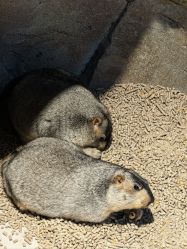 -酷嗒动物文化乐园(cutezoo西溪乐天城店)