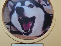 -Husky Go! 哈士奇体验馆·宠物咖啡厅狗咖