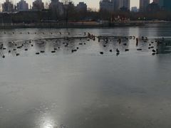 -莲花池公园