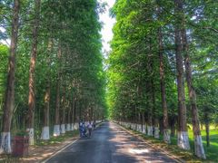 -黄海国家森林公园