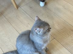 -Let's go狗咖·猫咖·奶狗·桌游(春熙路IFS店)