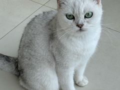 -怪兽屋·羊驼·猫咖·狗咖(俊华广场店)