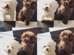 -Oh My Dog宠物沙龙(伊珊娜皮毛护理店)