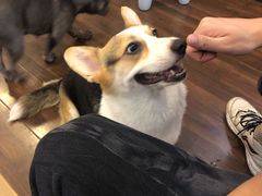 -柯斗斗主题餐厅·狗咖·围炉煮茶·茶饮(国瑞升平里店)