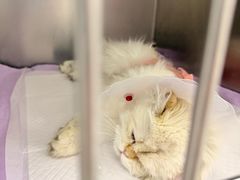 -中农国际动物医院24小时·猫科·骨科·急重症中心