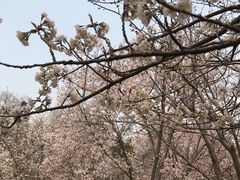 -中国宋庆龄青少年科技文化交流中心