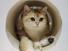 -猫域·湾主题猫咖·宠物吧(南坪城市广场店)
