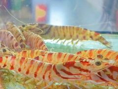 -凯华海鲜火锅·传承三十六年