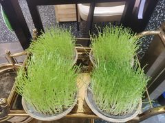 -洪氏嗨捞·猪肚鸡火锅(阳光天地店)