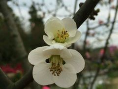 -秀丽东方