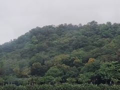 -野狸岛