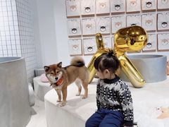 -柴务处·柴犬主题狗咖