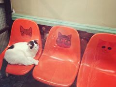 -猫咪博物馆(顶澳仔猫街店)