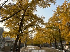 -三里屯东五街银杏大道