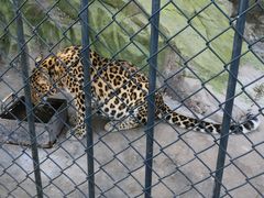 -大连森林动物园