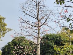 -集美学村