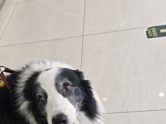-美联众合动物医院·24h京西诊疗中心