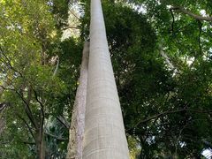 -墨尔本皇家植物园